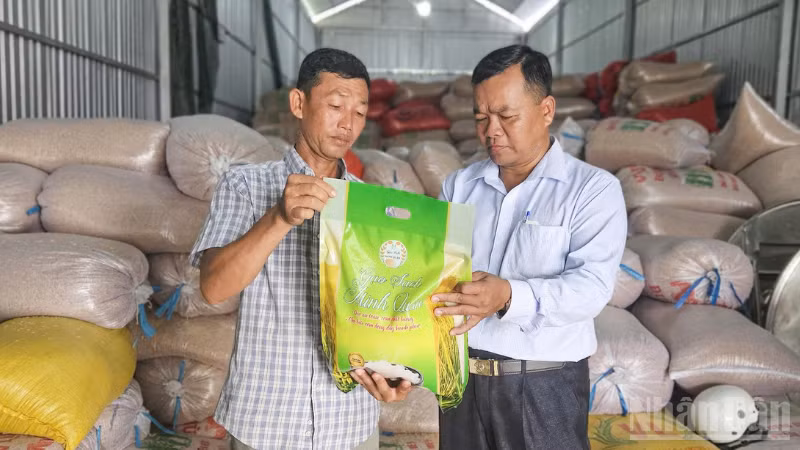 Hợp tác xã Nông nghiệp Thạnh Phát, xã Vĩnh Tường là một trong những chủ thể phát triển sản phẩm Gạo sạch Minh Quân. (Ảnh: VĂN ÚT)