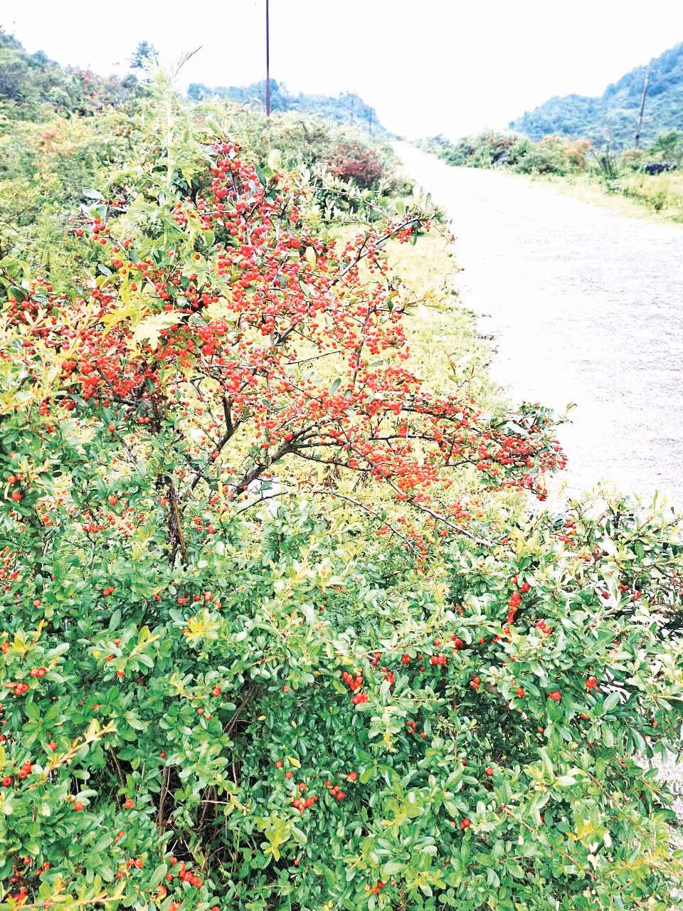 tao-gai.jpg