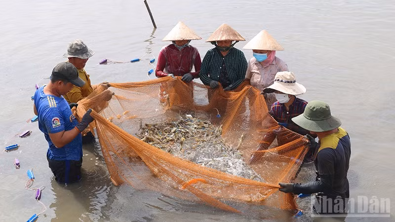 Mô hình nuôi tôm càng xanh toàn đực xã Long Hòa, tỉnh Vĩnh Long đang được khuyến khích nhân rộng.