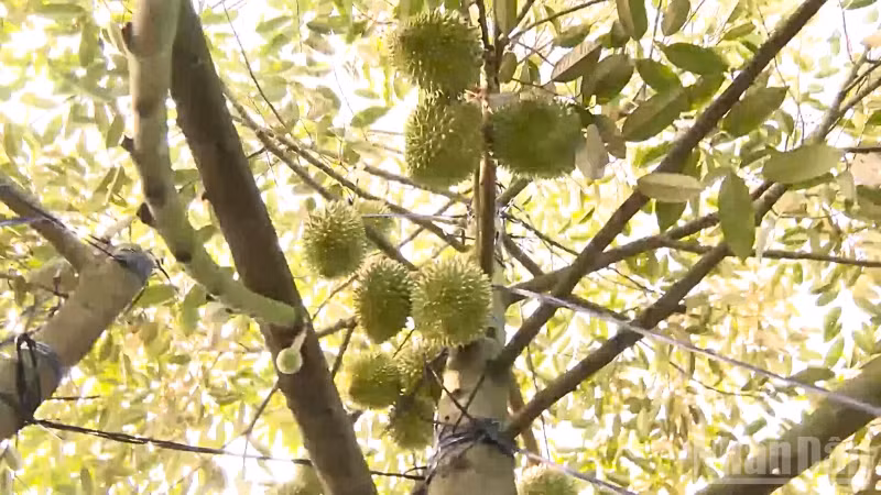 Vườn sầu riêng đang cho trái của nông dân tại Phong Điền, thành phố Cần Thơ.