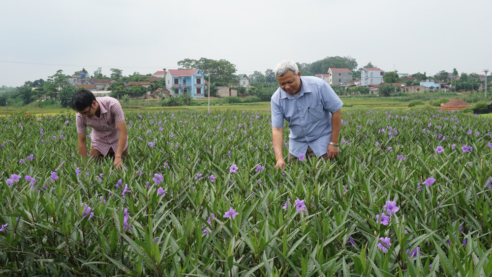 Nhiều thôn nông thôn mới không những quan tâm phát triển kinh tế, mà còn nỗ lực tạo dựng cảnh quan môi trường sạch đẹp.