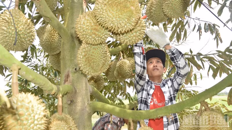 Sản lượng sầu riêng của tỉnh Đồng Tháp rất lớn nhưng chất lượng chưa đồng đều.
