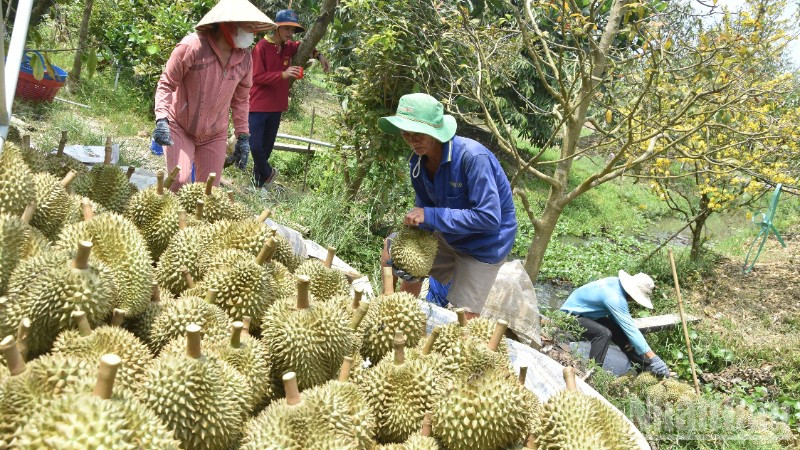 Nông dân xã Mỹ Thành (tỉnh Đồng Tháp) thu hoạch sầu riêng. ndo_br_dsc-0304-8976.jpg