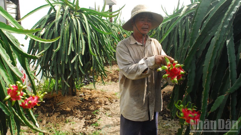 Thanh long trên vùng đất Gò Công của tỉnh Đồng Tháp. ndo_br_dsc-0722-2462.jpg