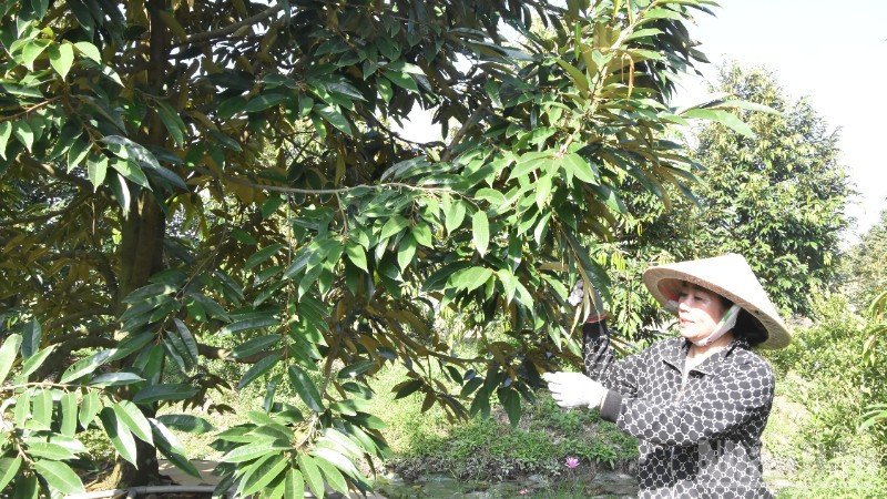 Hầu hết nhà vườn ở Đồng Tháp đều đầu tư cho vườn cây ăn quả rất hoàn chỉnh. ndo_br_dsc-0446-5735.jpg