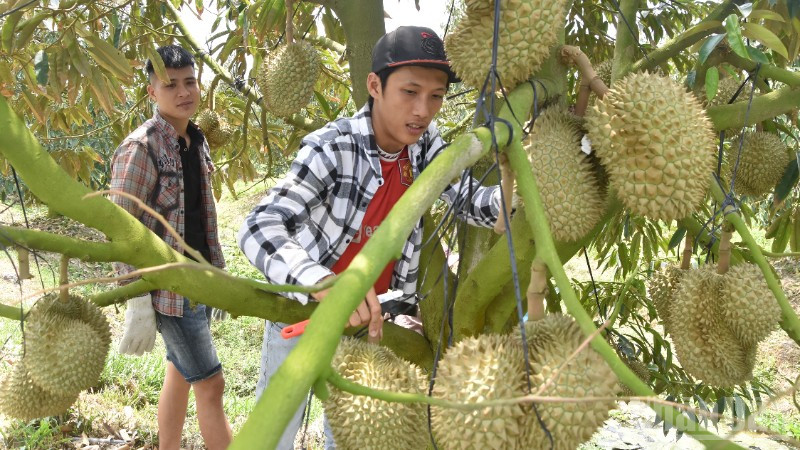 Sầu riêng là loại quả đặc sản của tỉnh Đồng Tháp.