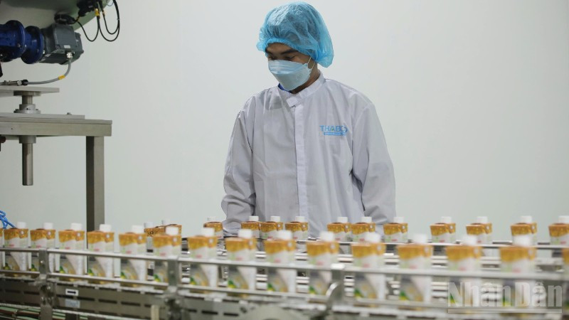 Chế biến sản phẩm từ nông sản tại Công ty cổ phần công nghiệp thực phẩm Thabico Tiền Giang.