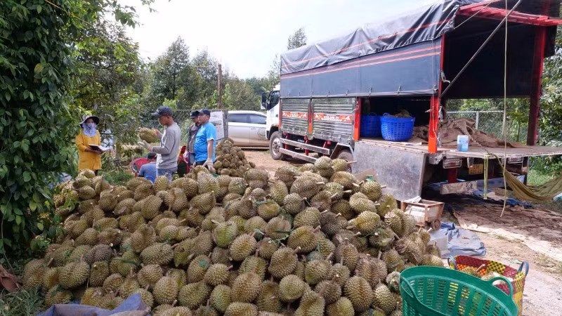 Sầu riêng là mặt hàng có kim ngạch xuất khẩu cao trong 11 tháng đầu năm 2025.