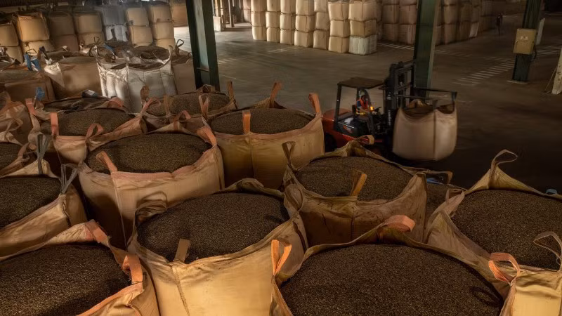 Cà-phê Việt Nam còn nhiều cơ hội xuất khẩu sang thị trường Thái Lan. 