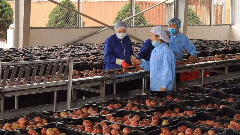 Chanh leo là mặt hàng có kim ngạch xuất khẩu lớn vào thị trường EU. 