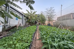 Vườn rau xanh của “Bộ đội cụ Hồ” ở Nam Sudan