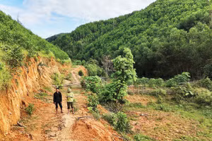 Chủ rừng chưa thể giao dịch tín chỉ carbon do thiếu chính sách cụ thể.