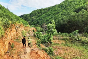 Chủ rừng chưa thể giao dịch tín chỉ carbon do thiếu chính sách cụ thể.