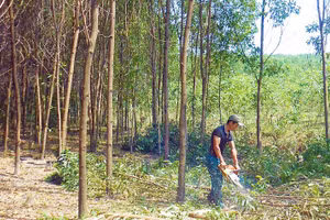 Người dân tỉa thưa cây để hình thành rừng cây gỗ lớn theo tiêu chuẩn FSC ở Lệ Thủy, Quảng Trị.
