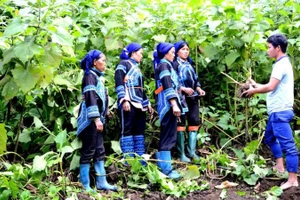 Cán bộ xã Y Tý (Bát Xát, Lào Cai) hướng dẫn đồng bào Hà Nhì chăm sóc và thu hoạch cây sâm đất. (Ảnh: Quốc Hồng)