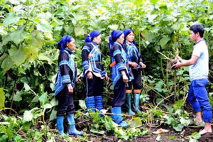 Cán bộ xã Y Tý, Lào Cai, hướng dẫn đồng bào Hà Nhì chăm sóc và thu hoạch cây sâm đất. (Ảnh: QUỐC HỒNG)