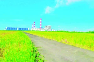 Bãi chứa tro xỉ của Công ty Nhiệt điện Duyên Hải được thiết kế đồng bộ, có lớp chống thấm, chống bụi, phun nước định kỳ và phủ xanh.