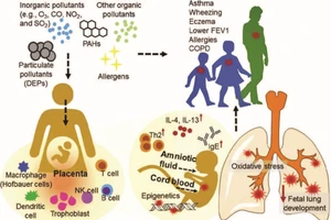 Sơ đồ tác hại của ô nhiễm dầu đối với con người.