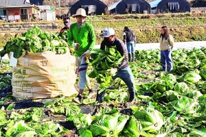 Công nhân nước ngoài làm việc tại một trang trại ở Chungcheongbuk-do, Hàn Quốc. (Ảnh Korea.net)