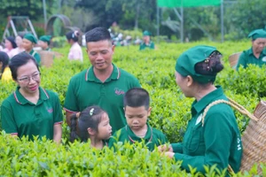 Mô hình trồng chè nguyên liệu của Hợp tác xã chè Hảo Đạt (tỉnh Thái Nguyên). (Ảnh THANH HẢO)