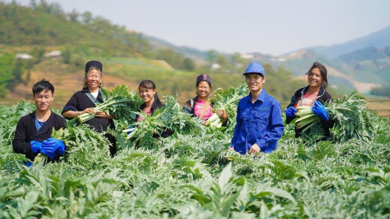 Công ty cổ phần Traphaco đã xây dựng được vùng trồng nguyên liệu cây Atiso tại Sa Pa (Lào Cai).