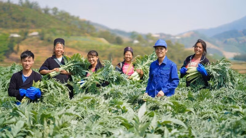 Công ty cổ phần Traphaco đã xây dựng được vùng trồng nguyên liệu cây Atiso tại Sa Pa (Lào Cai).