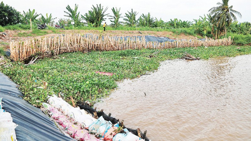 Tuyến đê biển quốc gia qua ấp Giồng Bàn, xã Long Vĩnh bị sạt lở ở mức độ nguy hiểm.