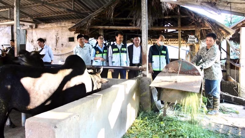 Người dân xã Quy Mông (Lào Cai) chủ động nguồn thức ăn xanh cho đàn gia súc trong mùa đông. (Ảnh NGUYỄN SÂM)