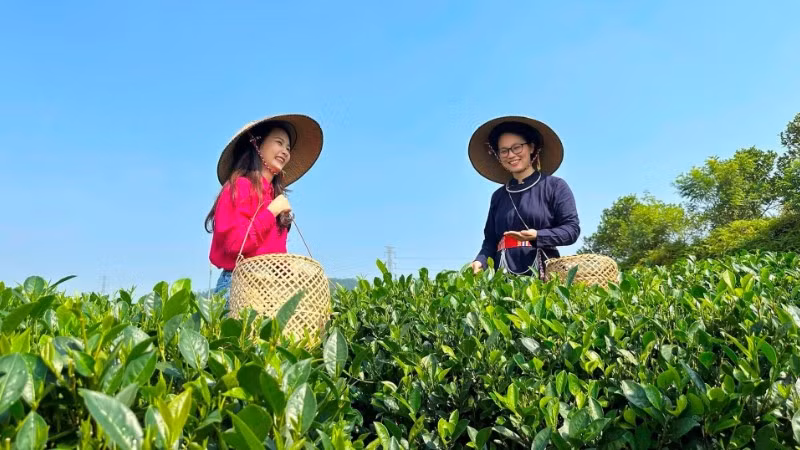 Thu hoạch chè tại vùng nguyên liệu trà của Hợp tác xã Trà Sơn Dung, tỉnh Thái Nguyên. (Ảnh NHƯ TRANG)