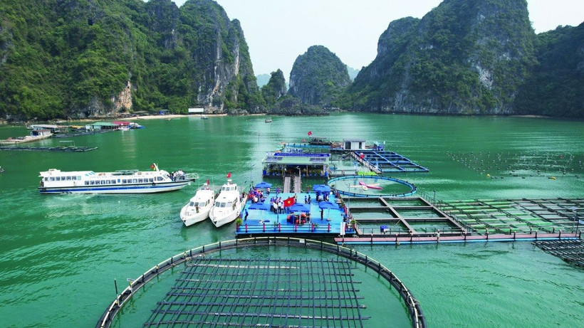 Mô hình nuôi trồng thủy sản trên biển bằng công nghệ hiện đại kết hợp du lịch trải nghiệm tại Quảng Ninh. (Ảnh: PHÙ VÂN)