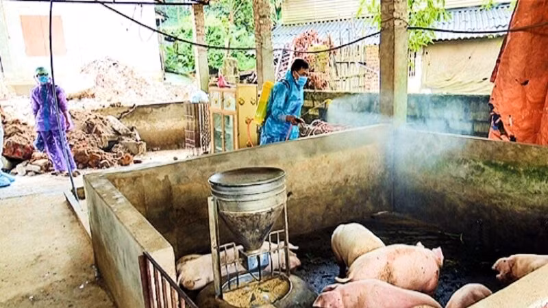 Tỉnh Thái Nguyên đang tích cực triển khai các biện pháp phòng, chống dịch tả lợn châu Phi.
