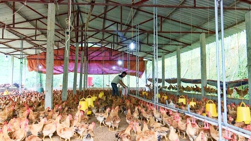 Sản phẩm Gà đồi Phú Bình được thị trường ưa chuộng. phu-binh-2.jpg