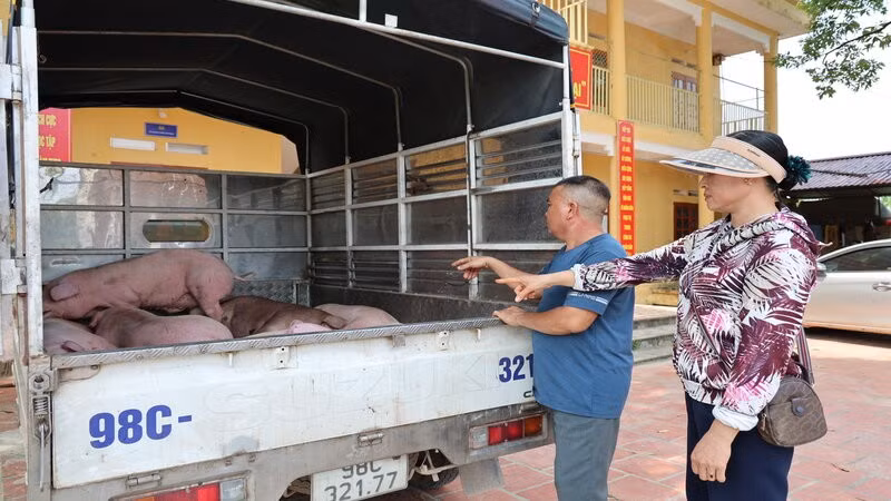 Chính quyền xã Phú Bình xử lý người điều khiển ô-tô biển kiểm soát 98C-321.77 vận chuyển lợn mắc dịch tả châu Phi bệnh đi tiêu thụ.