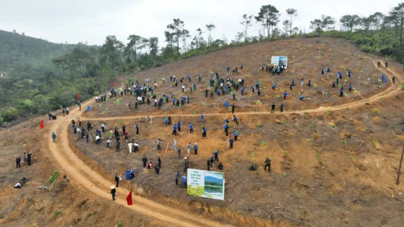 Quang cảnh trồng rừng ở phường Yên Tử ngay sau lễ phát động.