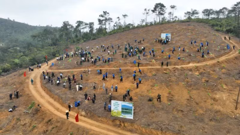 Quang cảnh trồng rừng ở phường Yên Tử ngay sau lễ phát động.