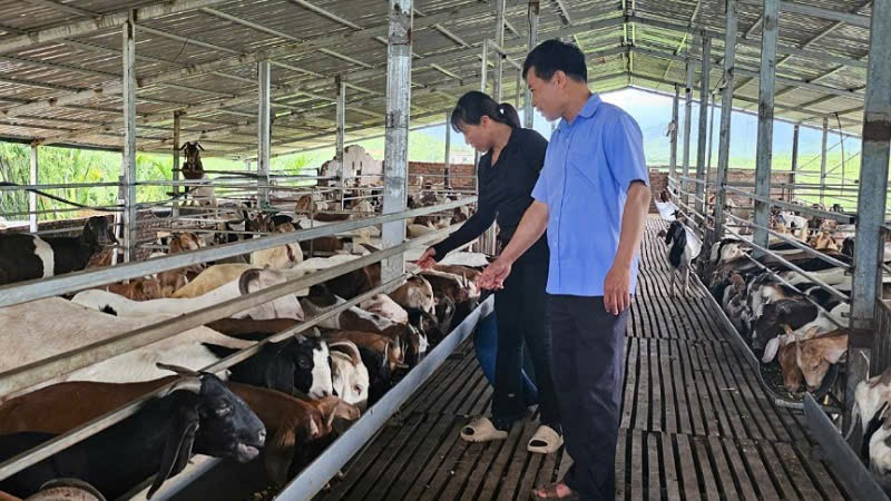 Cán bộ xã Quảng Tân trực tiếp xuống kiểm tra mô hình phát triển kinh tế hộ gia đình trên địa bàn xã.