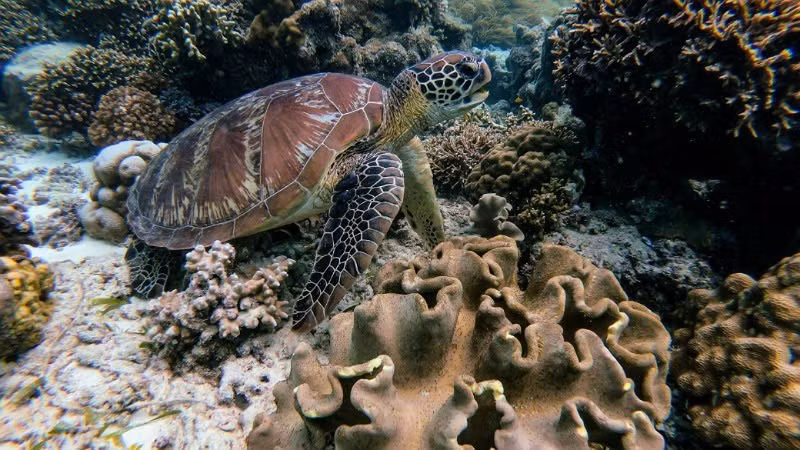 Ảnh minh hoạ. (Nguồn Internet)