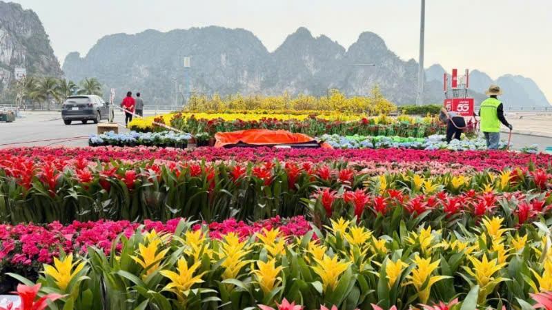 Đại lộ hoa đang được trang hoàng bởi hàng chục nghìn chậu hoa tạo nên những thảm hoa rực rỡ.