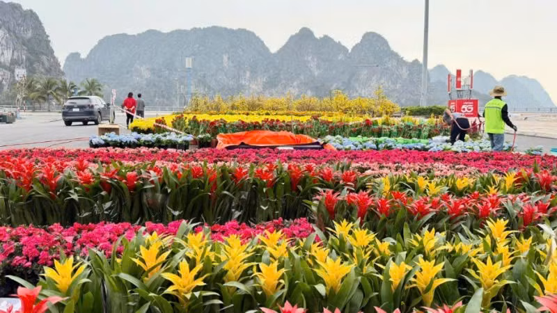 Đại lộ hoa đang được trang hoàng bởi hàng chục nghìn chậu hoa tạo nên những thảm hoa rực rỡ.