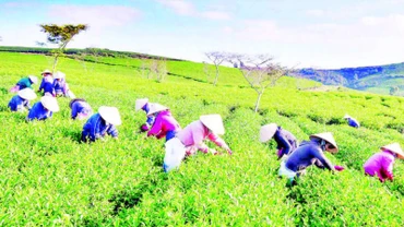 Trên nương chè Lâm Đồng.