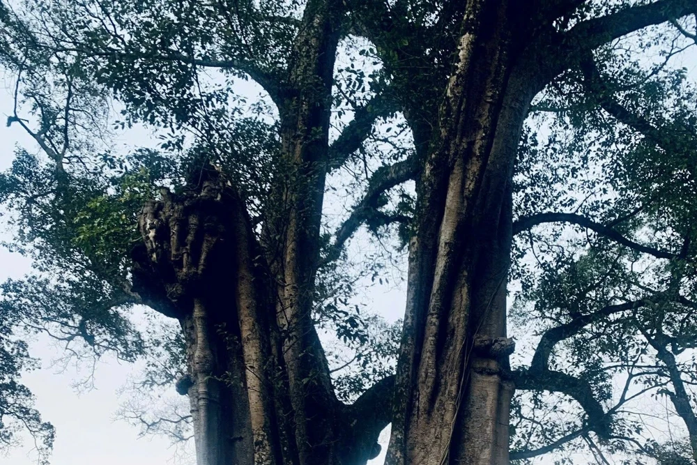 Cây đa là loài cây thân thuộc với văn hóa tinh thần của người Việt, chẳng kém cây lúa và cây tre.