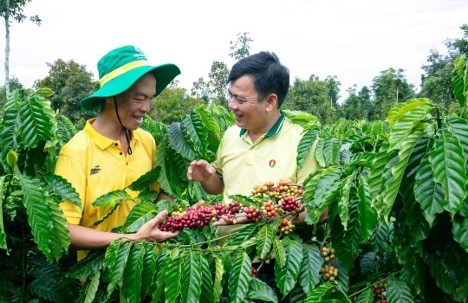 PVCFC nỗ lực triển khai các hoạt động xúc tiến bán hàng, chính sách hậu mãi, quyền lợi sau bán hàng, từ đó góp phần chia sẻ áp lực chi phí với người nông dân. phan-bon-2.jpg