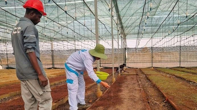 Chuyên gia Viện Khoa học lâm nghiệp Việt Nam hướng dẫn kỹ sư Angola gieo hạt giống bạch đàn tại Vườn ươm sản xuất giống của Xuân Thiện-công suất 20 triệu cây giống/năm ở Cuchi.