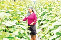  Nông dân xã Nam Minh, tỉnh Ninh Bình chăm sóc cây vụ đông.