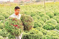 Những chậu cúc mâm xôi đang được người trồng hoa, cây cảnh Ninh Bình chăm sóc kỹ lưỡng.