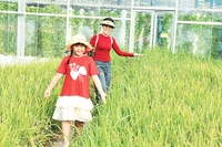 Du khách tham quan khu trồng lúa trên cao của Nông trại Suối Gạo.