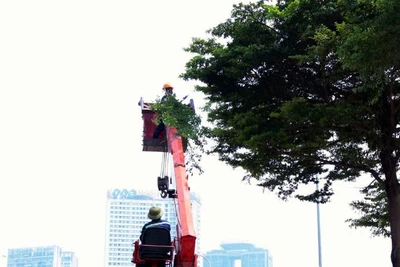 Khẩn trương cắt tỉa cây xanh và xây dựng phương án ứng phó các sự cố về hạ tầng giao thông. (Ảnh: MINH HUYỀN)