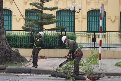 Công nhân Công ty TNHH MTV Công viên cây xanh Hà Nội triển khai chặt, chuyển cây xanh. (Ảnh: KHÁNH HÒA)