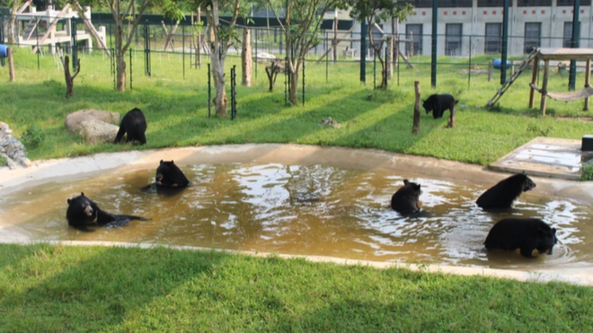 Các cá thể gấu trong khu bán hoang dã tại Trung tâm Cứu hộ gấu Việt Nam nằm trong khuôn viên Vườn Quốc gia Tam Đảo. Việc chuyển giao gấu nuôi nhốt đến các trung tâm cứu hộ sẽ giúp gấu có điều kiện được chăm sóc tốt hơn và có cơ hội sống lần thứ hai. (Ảnh: TTXVN) cuu-ho-gau-7978-7921.png