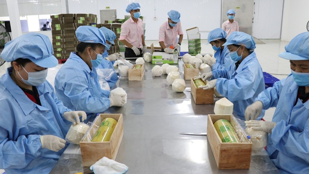 Chế biến, đóng gói dừa xuất khẩu. (Ảnh minh họa: TTXVN) 5021537-3742.jpg